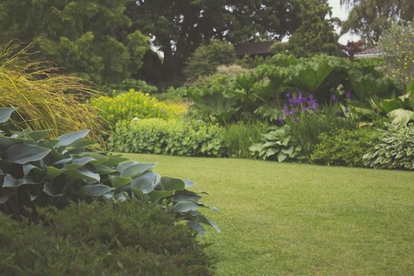 Trockenresistente Pflanzen für pflegeleichte Gärten: Wie Sie einen Garten kreieren, der Ihnen Erholung und Freude bereitet